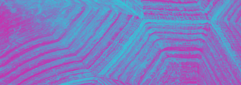 Teal and Purple Duotone Shell Image